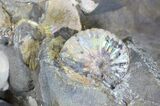 Cluster Of Iridescent Scaphites Ammonites - South Dakota #20019-4